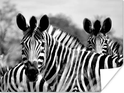 Produktbild von MuchoWow® Poster Zebra - Schwarz - Weiß - Tiere 120x90 cm - Wandbild