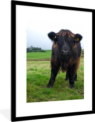 Produktbild von MuchoWow® Gerahmtes Poster Schottische Highlander - Kühe - Natur - Grün - Gras 60x80 cm - Poster mit Schwarzem Bilderrahmen Wandposter Rahmen Foto Bilder - Wohnzimmer - Dekorationen - Prämie