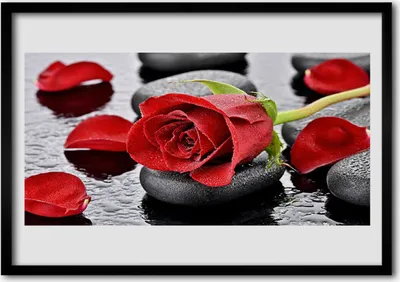 Produktbild von Bild 100x70 MDF-Rahmen Wandkunst Rote Rose