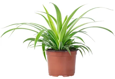 Immagine prodotto di Giglio verde 'Ocean' - pianta d'appartamento di facile manutenzione, Chlorophytum comosum - altezza circa 20 cm, vaso Ø 12 cm