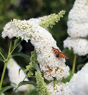 Produktbild von Sommerflieder ´WHITE PROFUSION´ 15-20 cm, Cont. 2,5 l