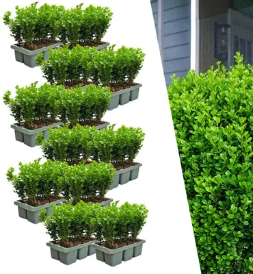 Immagine prodotto di Bosso Buxus NewGen Freedom, 72 piante, Ø7cm, altezza 15cm, resistente al