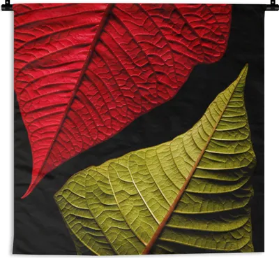 Produktbild von MuchoWow® Wandteppich Wandbehang Rote und grüne Blätter auf schwarzem Hintergrund 90x90 cm Tapisserie Dekoration Wandtuch - Wandaufhänger