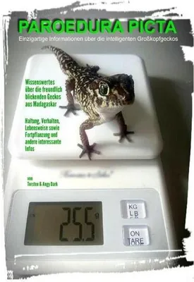 Produktbild von PAROEDURA PICTA - Großkopfgeckos