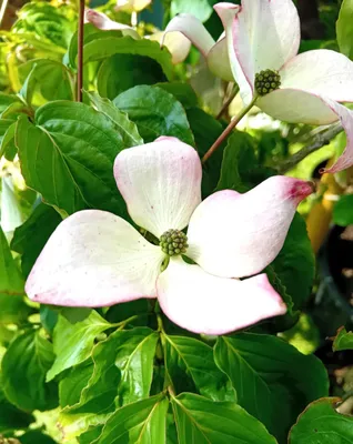 Produktbild von Japanischer Blumenhartriegel Cornus Kousa Satomi 40 - 60 cm