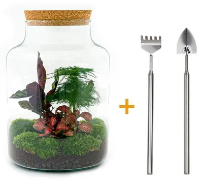 Produktbild von Flaschengarten „Milky“ – DIY-Pflanzenterrarium – 30 cm – mit Calathea-Pflanze – inklusive Harke und Schaufel