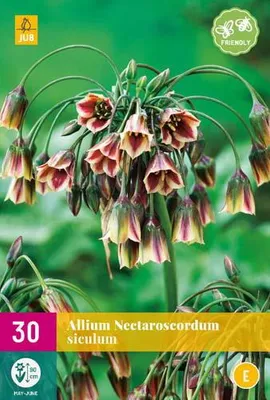 Productafbeelding van Allium nectaroscordum siculum JUB, 5 bollen