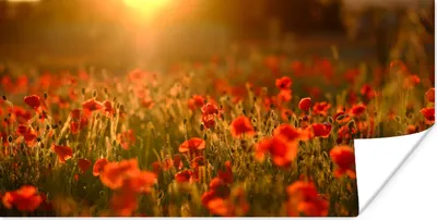 Produktbild von MuchoWow® Poster Orangefarbenes Leuchten über den Mohnblumen auf dem Feld 80x40 cm - Wanddeko
