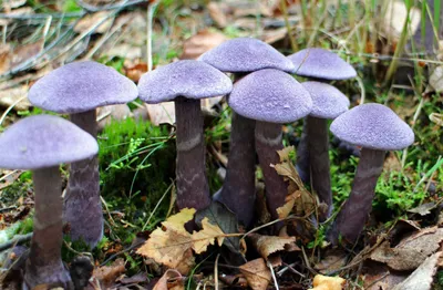 Produktbild von hansepuzzle 39150 - Pilz Puzzle, 500 Teile, Natur, 46,0 x 30,0cm mit hochwertiger Aufbewahrung, Kartonbox und wiederverschließbarem Beutel