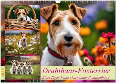 Produktbild von Drahthaar-Foxterrier (Wandkalender 2025 DIN A3 quer), CALVENDO Monatskalender