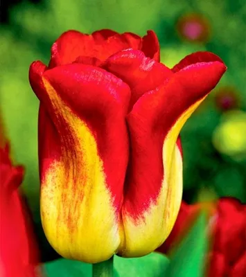 Produktbild von Tulpen Blumenzwiebeln Zwiebeln Blumen zweifarbige Tulpe Match 5 St.