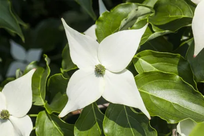 Produktbild von Cornus kousa 'Milky Way', Japanischer Blumen-Hartriegel, 40–60 cm