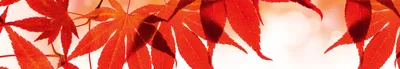Produktbild von Küchenrückwand Folie selbstklebend ROTE BLÄTTER 350 x 60 cm - Klebefolie - Dekofolie - Spritzschutz für Küche -