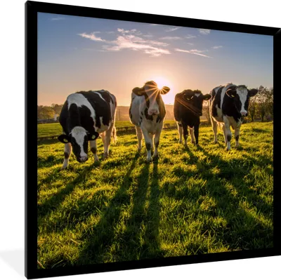 Produktbild von MuchoWow® Gerahmtes Poster Kühe - Sonne - Gras - Tiere - Bauernhof 40x40 cm - Poster mit Schwarzem Bilderrahmen Wandposter Rahmen Foto Bilder - Mit Rahmen - Wanddekoration Schlafzimmer
