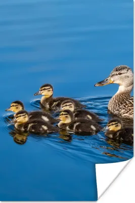Produktbild von MuchoWow® Poster Ente - Wasser - Vogel - Braun 80x120 cm - Papierdruck