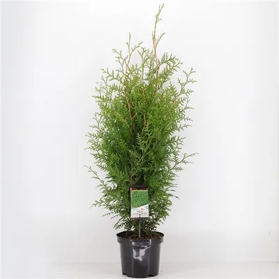 Image de Arbre de vie Brabant 60 cm+ Thuja occidentalis Brabant - Plante de haie - Conifères