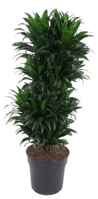Produktbild von Dracaena Compacta verzweigt - 90-100cm - Ø27cm - Zimmerpflanze - Immergrün