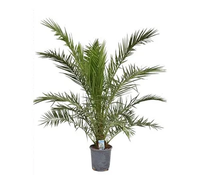 Obrázek produktu pro Gardners Phoenix Canariensis, průměr 24 cm