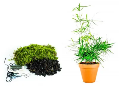 Zdjęcie produktu dla Gardners Kokedama "Vyrob si sám" Asparagus falcatus (L)