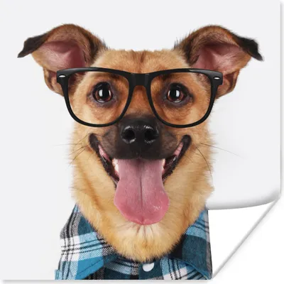 Produktbild von MuchoWow® Poster Hund - Bluse - Brille - Hipster 100x100 cm - Babyzimmer