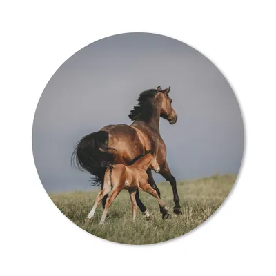Produktbild von MuchoWow® Mauspad Mousepad Tiere - Pferde - Fohlen 40x40 cm - Mousepads - Maus Mat - Pad - Mausunterlage - Schreibtisch Accessoires