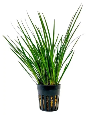 Zdjęcie produktu dla Roślina do terrarium, Acorus gramineus, do paludarium, rośliny do akwarium, AquaOne, nr 401T