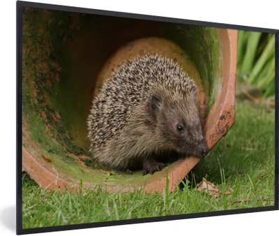 Produktbild von MuchoWow® Gerahmtes Poster Igel im Glas 90x60 cm - Poster mit Schwarzem Bilderrahmen Wandposter Rahmen Foto Bilder - Fotorahmen - Foto-Plakat