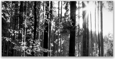 Produktbild von Acrylglasbilder 120x60 Wandbild Druck Wald Natur