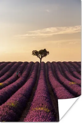 Produktbild von MuchoWow® Poster Lavendelfeld - Baum - Sonnenuntergang 20x30 cm - Papierdruck