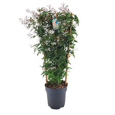 Produktbild von Duftjasmin 60 cm weiss duftend