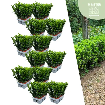 Produktbild von Euonymus 'Green Spire' - Japonský vreteno - Ø7cm - ↨15cm - 72 kusov