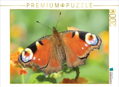Produktbild von CALVENDO Puzzle Tagpfauenauge 2000 Teile Puzzle quer | 2000 Teile Lege-Größe 90x67cm Foto-Puzzle für glückliche Stunden