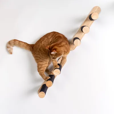 Produktbild von RHRQuality Wandmöbel Kletterwand Katze – Leiter-Set 2-teilig – Tragkraft bis 20 kg – Für große Katzen – Blackline