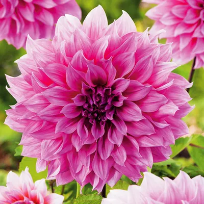 Obrázek produktu pro Dahlia Dekoracyjna Arthur Hambley 1 ks Dahlia sazenice sazenice velké hlízy