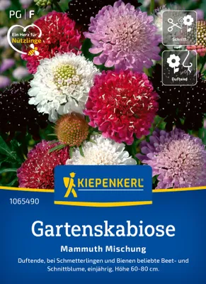 Produktbild von Kiepenkerl Gartenskabiosensamen Mammuth Scabiosa atropurpurea 20 Pflanzen