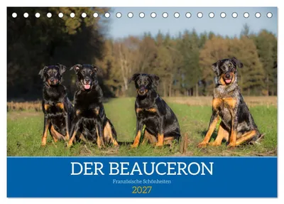 Produktbild von Der Beauceron (Tischkalender 2027 DIN A5 quer), CALVENDO Monatskalender