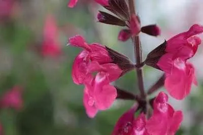 Image de 6 x Salvia 'Wendy's Wish' - Mousse étoilée - pot 9 x 9 cm