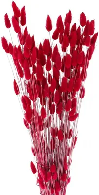 Produktbild von Trockenblumen Hasenschwanzgras Samtgras Deko für Blumenarrangements