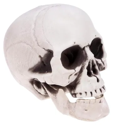 Produktbild von Simulierter Schädel aus Kunststoff für Halloween-Dekoration