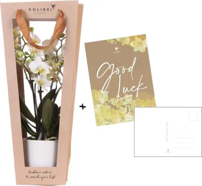 Produktbild von Pflanzengeschenk Viel Glück Weiße Phalaenopsis Orchidee Ø9cm Zimmerpflanze Deko
