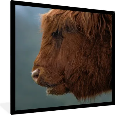 Produktbild von MuchoWow® Gerahmtes Poster Schottische Highlander - Tiere - Nebel 40x40 cm - Poster mit Schwarzem Bilderrahmen Wandposter Rahmen Foto Bilder - Mit Rahmen - Wanddekoration Schlafzimmer