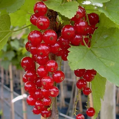 Produktbild von Jonkheer van Tets frühe rote Johannisbeere kräftiger Johannisbeerbusch 40-60 cm 5 Liter