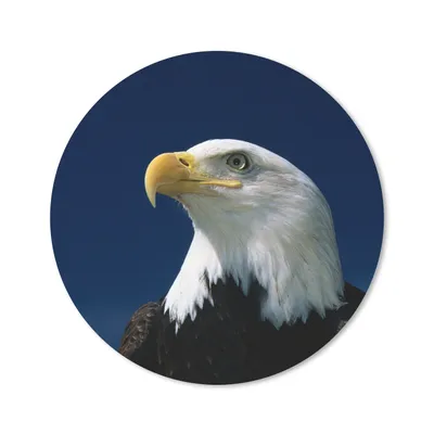 Produktbild von MuchoWow® Mauspad Mousepad Ein Weißkopfseeadler schaut in einen blauen Himmel 20x20 cm - Mousepads - Maus Mat - Pad - Mausunterlage - Schreibtischmatte