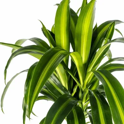 Immagine prodotto di Dracaena Deremensis Hawaiian Sunshine - Dracaena - Ø24cm - Ø130-150cm - Pianta