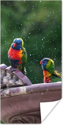 Produktbild von MuchoWow® Poster Springbrunnen - Vögel - Wasser 60x120 cm - Wandschmuck