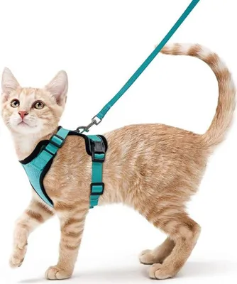 Produktbild von Sonstiges Katzenzubehör, Brustgeschirre, Leuchtgeschirr für Hunde, Katzengeschirr mit Leine Softgeschirr, Ausbruchsicher Verstellbar Katzenweste, S