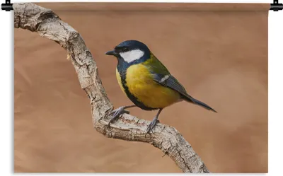 Produktbild von MuchoWow® Wandteppich Wandbehang Vogel - Kohlmeise - Zweige 60x40 cm Tapisserie Dekoration Wandtuch - Wanddekorationen