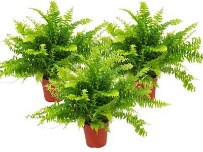 Zdjęcie produktu dla Nephrolepis, zestaw 3 paproci mieczowych 12 cm