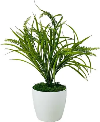 Obrázok produktu pre Kvetina v kvetináči - Tráva v kvetináči s tŕňmi 50 cm