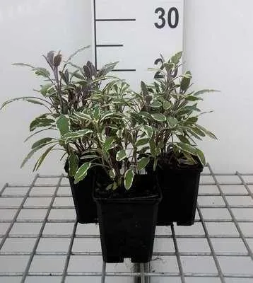 Produktbild von 6 x  Salvia off. 'Tricolor' - Sternmoos - Topf 9 x 9 cm